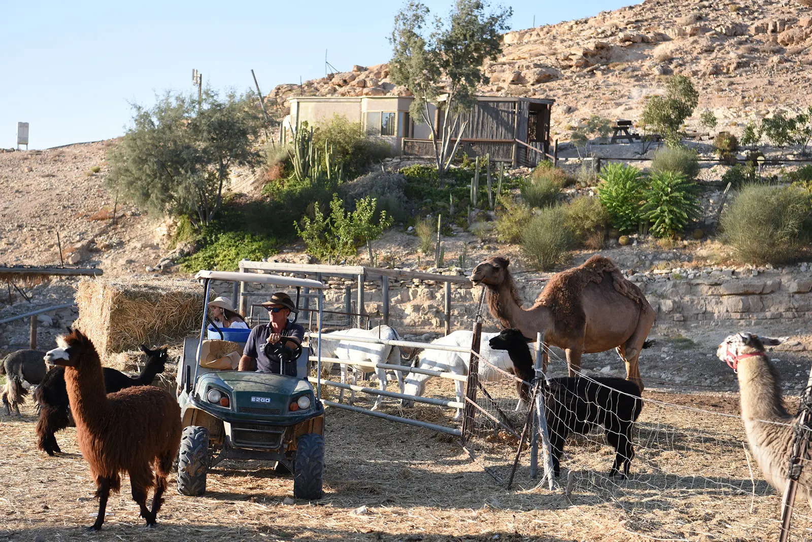 כרטיס כניסה לנכה – ₪40